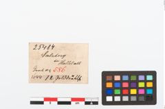 Etikett zu Golddrahtring (NHMW-PRAE-025484)